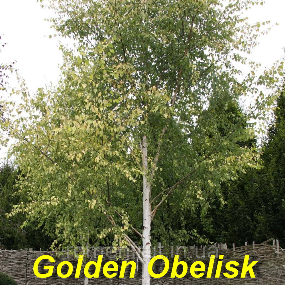 Береза Golden Obelisk
