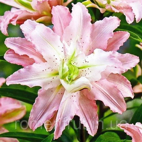 Лілія Soft Music (махрова) (ЗКС)