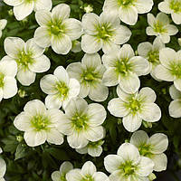 Ломикамінь Арендса біла Р9