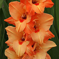 Гладіолус Orange Juice 10/12