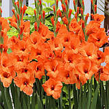 Гладіолус Orange Juice 10/12, фото 3