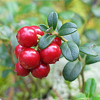 Брусниця Руно Білявське (2-х річна) С1