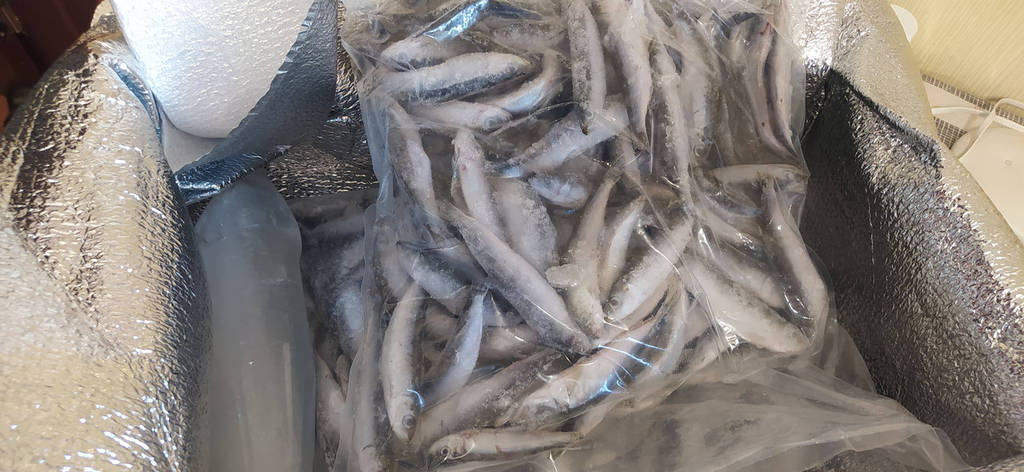 Сардина свіжоморожена, +- 12см - фото покупців 1