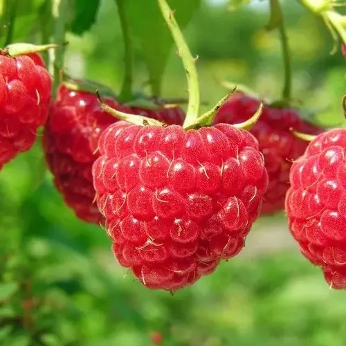 Малина Зева