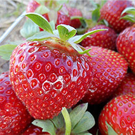 Полуниця Дарселект Рання дозрівання.10шт