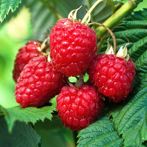 Малина Херітейдж