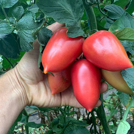 Конго F1 насіння томату, 250 насінин — високорослий, сливка, червоний Clause, фото 1