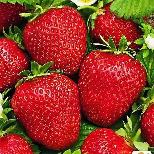 Полуниця Фламенко