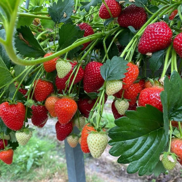 Полуниця Кама, фото 1