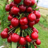 Черешня Роял Хелен