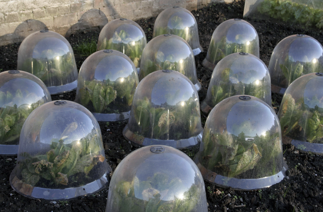 як захистити сад від весняних заморозків