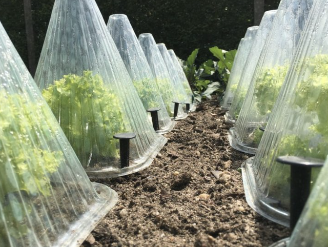 як захистити сад від заморозків