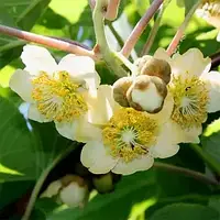 Ківі Мальбек (чоловічий запилювач)