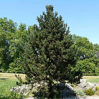 Саджанці Сосни Крючковатой (Сосна Піренейська) (Pinus uncinata)