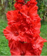 Гладіолус Dador de Pan 10/12