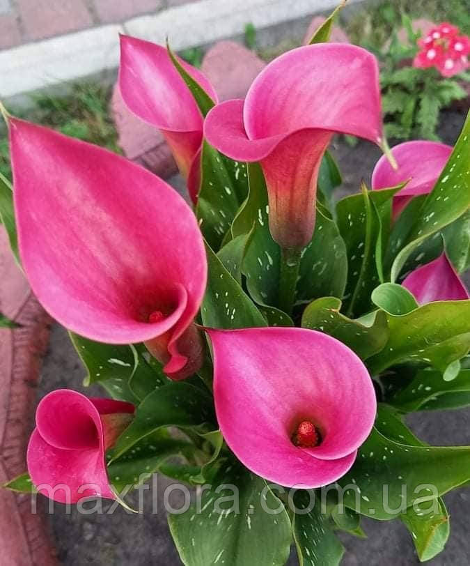 Калла Fantasia 18/20