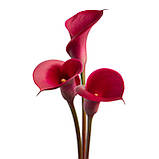 Кала Red Symphony 06/08, фото 2