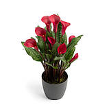 Кала Red Symphony 06/08, фото 3