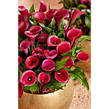 Кала Red Symphony 06/08, фото 4