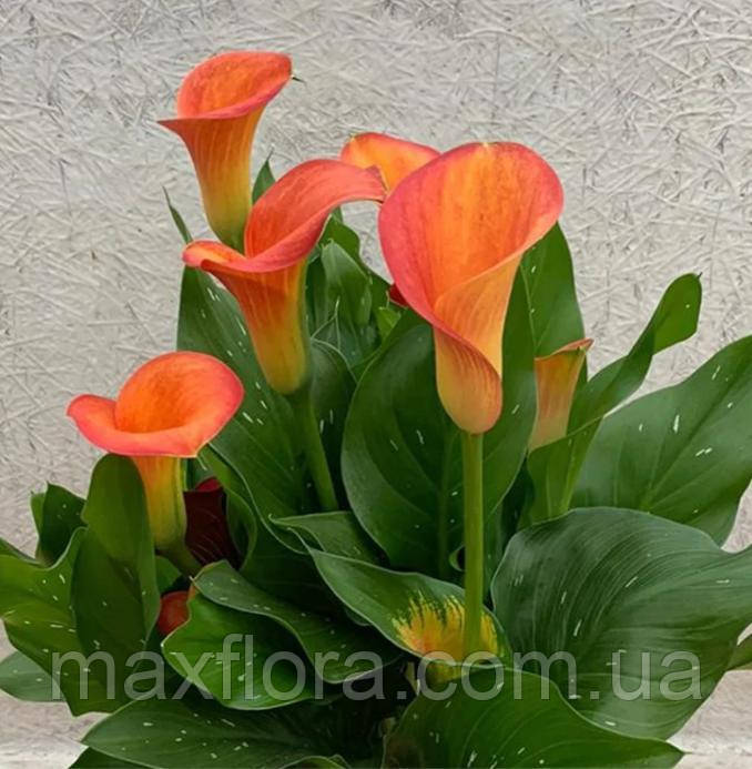 Калла Orange Pride 14/16, фото 1