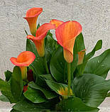 Калла Orange Pride 16/18, фото 3