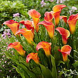 Калла Orange Pride 16/18, фото 4
