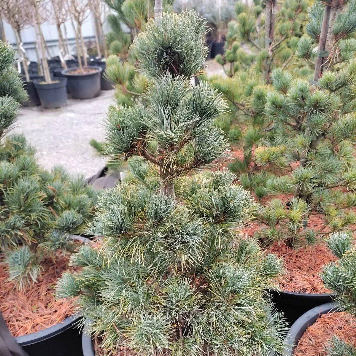 Сосна японська Бергман​​​​ / h 50-60 / Pinus parviflora Bergman