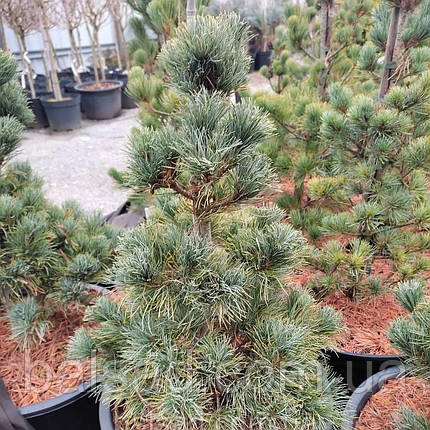 Сосна японська Бергман​​​​ / h 50-60 / Pinus parviflora Bergman, фото 1