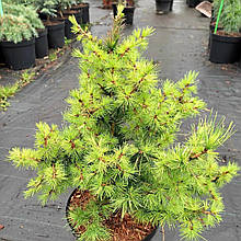 Модрина європейська Корлі / h 25-30 / Larix Corley
