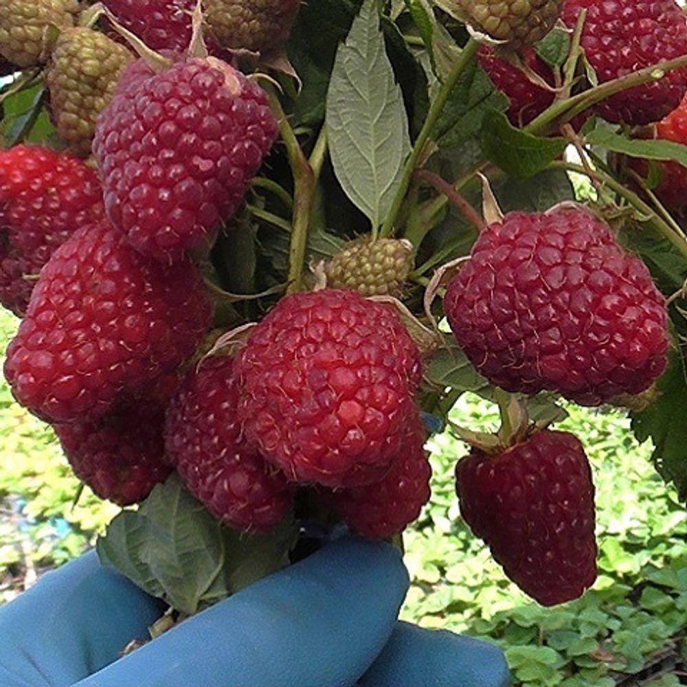 Малина Королівська Влада, фото 1