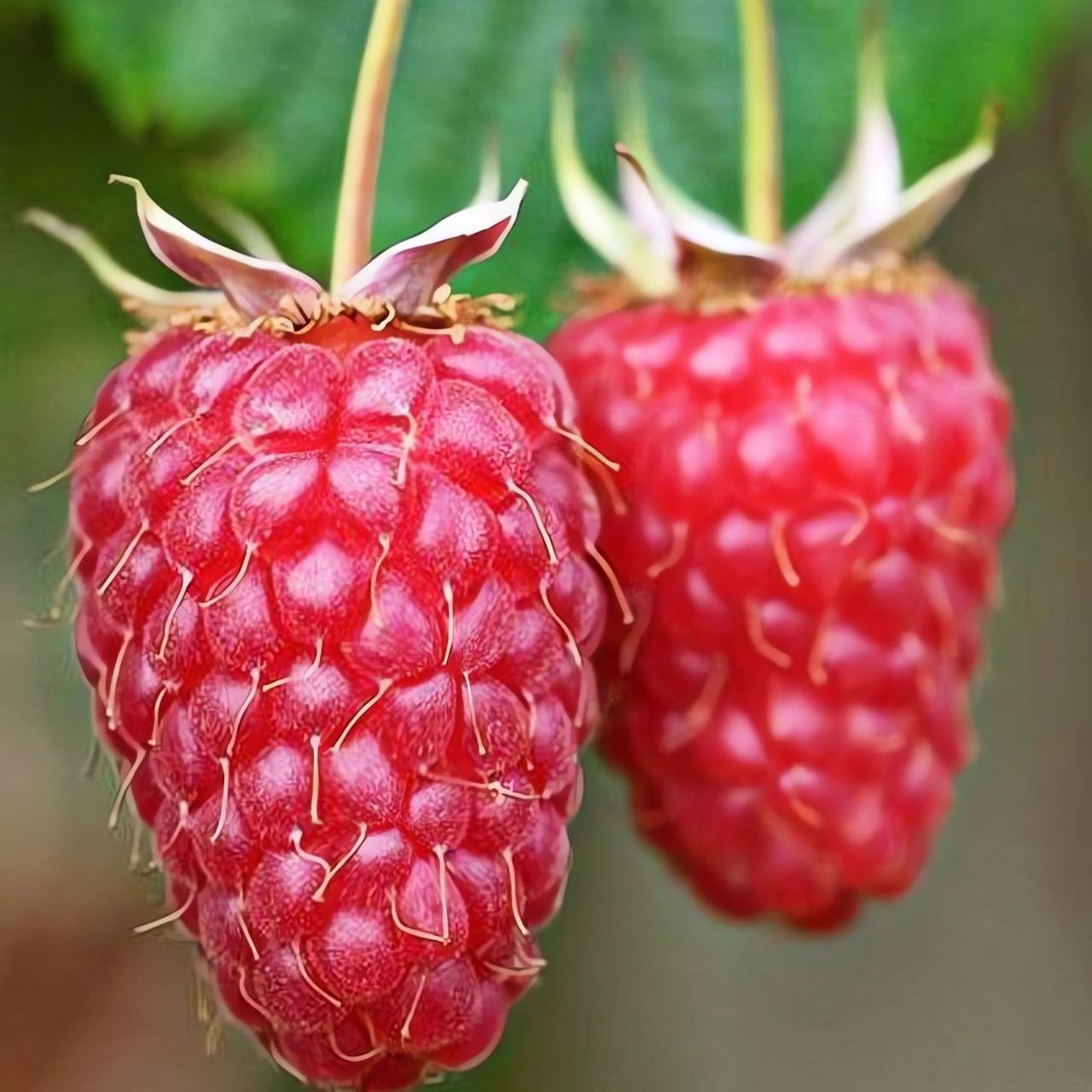 Малина Казка