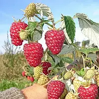 Малина Метеор