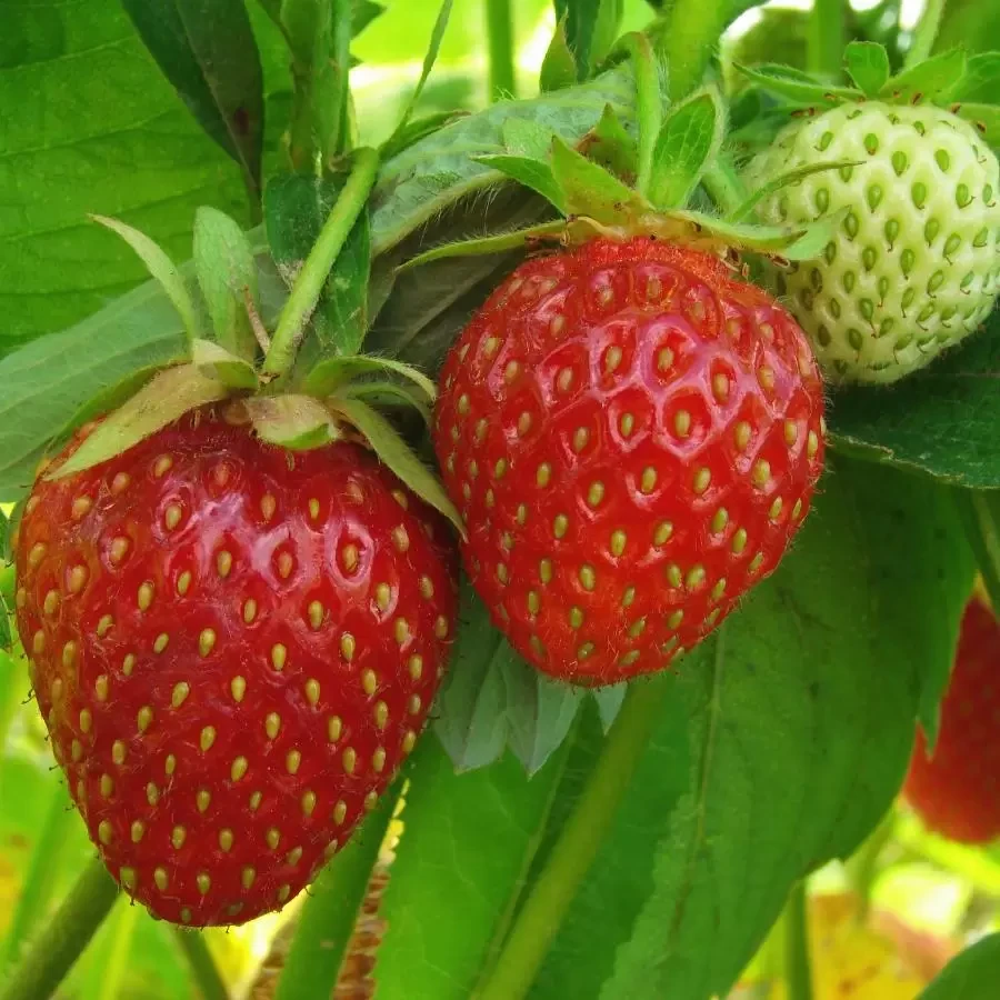 Полуниця Цариця