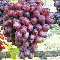 Виноград столовий Велюр