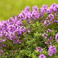 Чебрець повзучий Rasta Р9