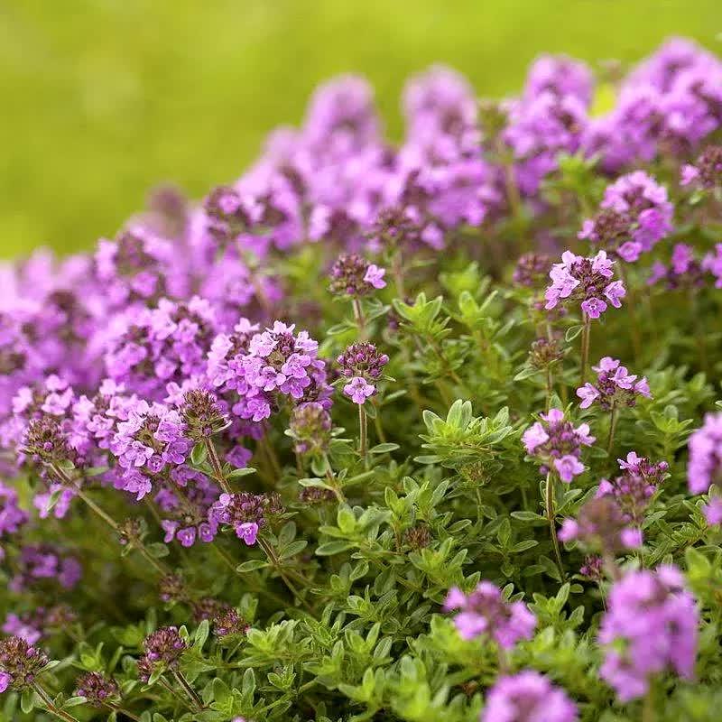 Чебрець повзучий Rasta Р9