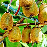 Ківі Поділля