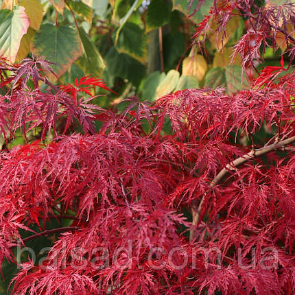 Клен пальмолистий Інаба Шідаре / h 40-60 / Acer Inaba Shidare, фото 1
