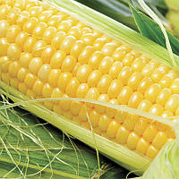 Кукурудза Сансвіт F1 (1000 шт)