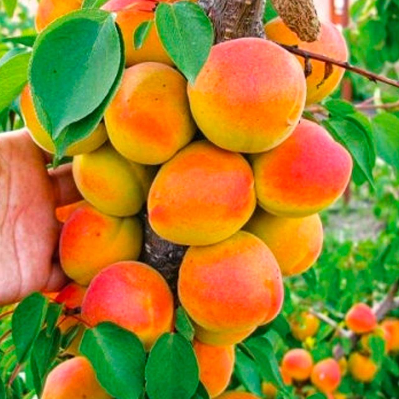 Абрикос колоноподібний Зоряний