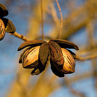 Горіх пекан Мис Страх