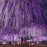 Гліцинія Ейва