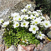 Ломикамінь Арендса Вайт Пікс Р9