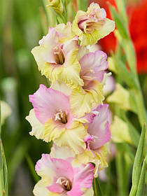 Гладіолус Mon Amour 12-14 мм 1 цибулина Польща