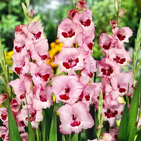 Гладіолус Wine and Roses 12-14 мм 1 цибулина Польща