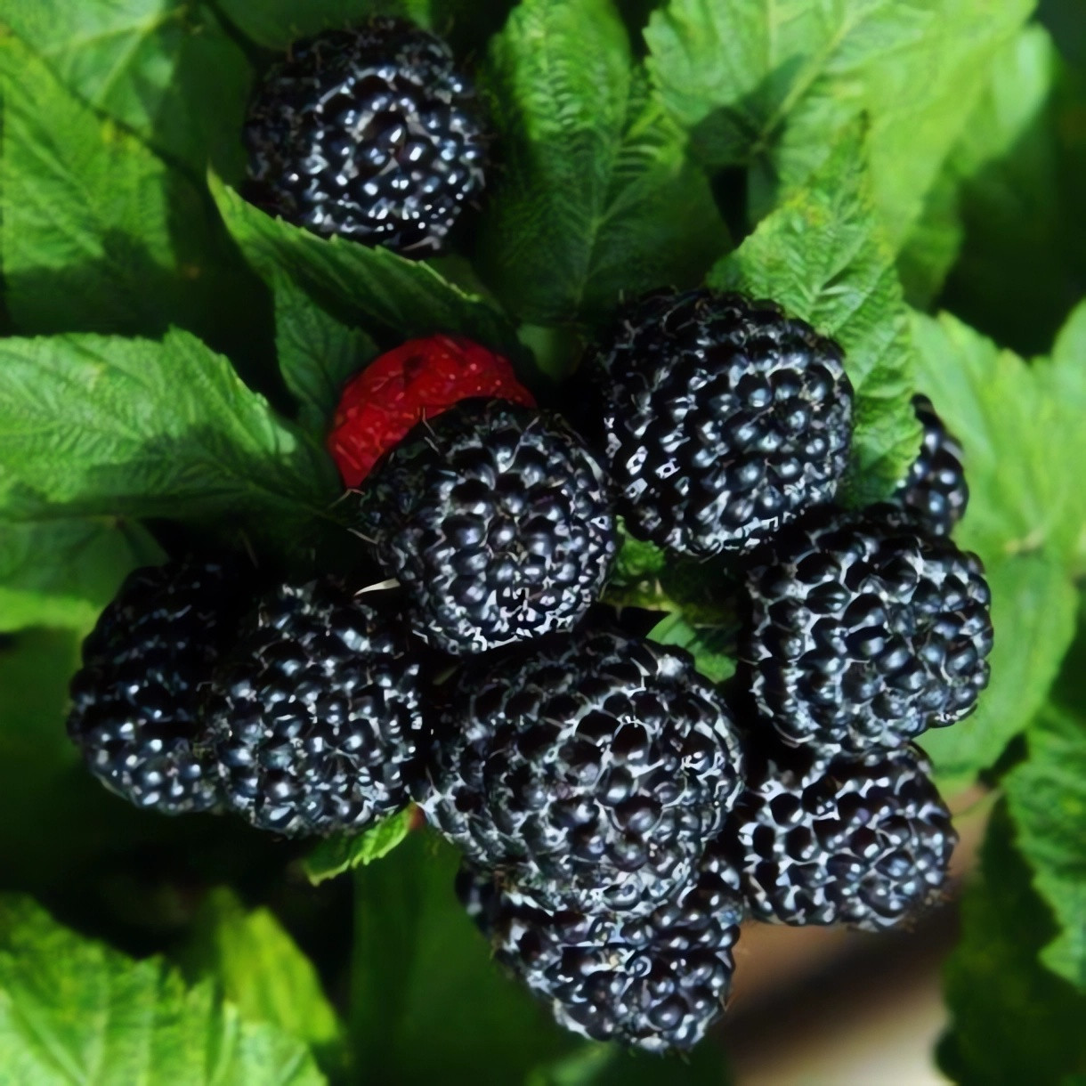 Малина Кумберленд, фото 1