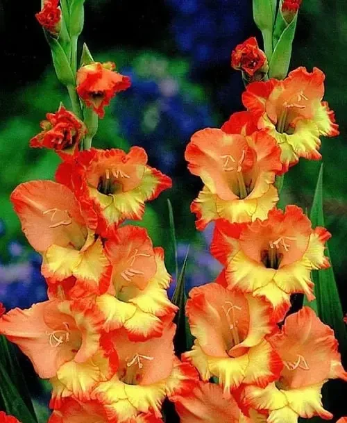 Гладіолус Princess Margaret Rose 12-14 мм 1 цибулина Польща, фото 1