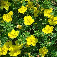 Перстач Кобольд Р9