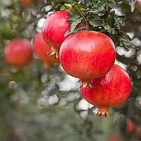 Гранат Шаролі (2-х річний)