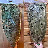 Віник береза з евкаліптом, фото 3